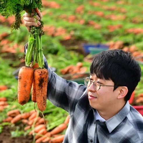 가성비 좋은 흙당근 보관법 비교 리뷰